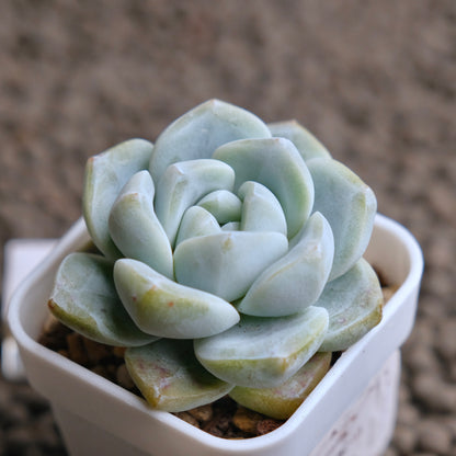 Echeveria Ice Green Imported Succulent Plant - A