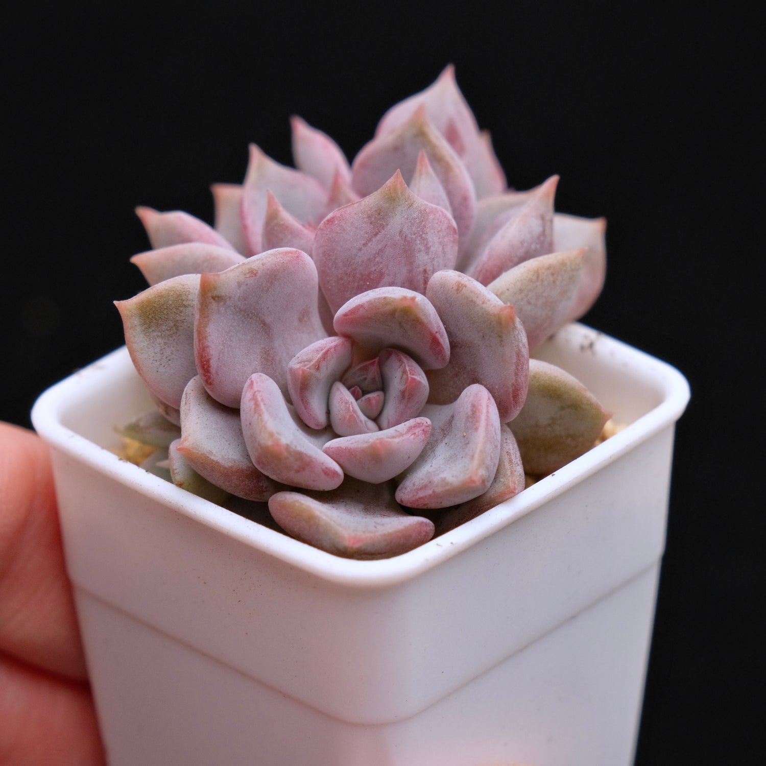 Echeveria Pastel Leon Korean Succulent Plant
