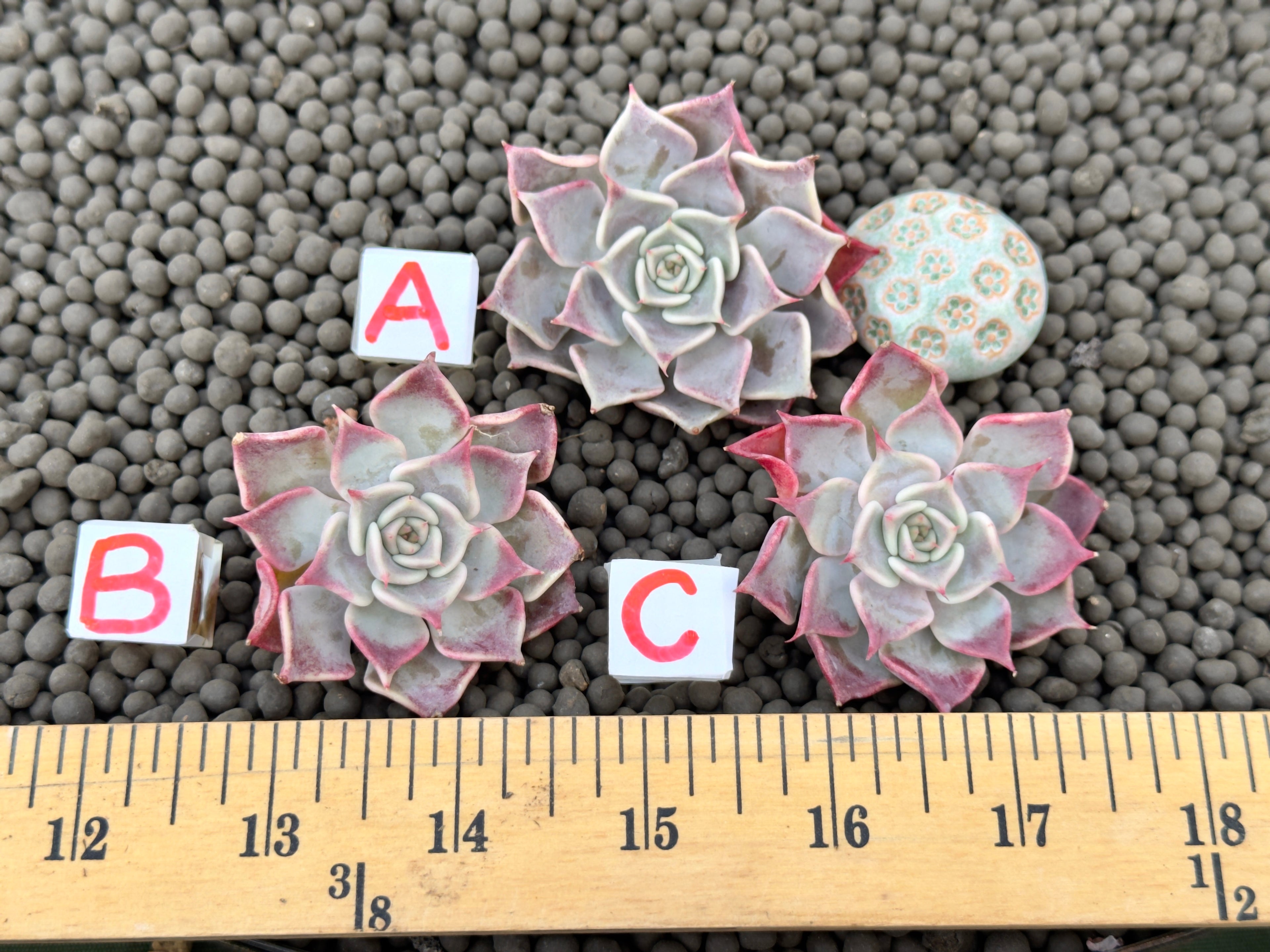 Echeveria Flip Korean Succulent Plant Changhee hybrid