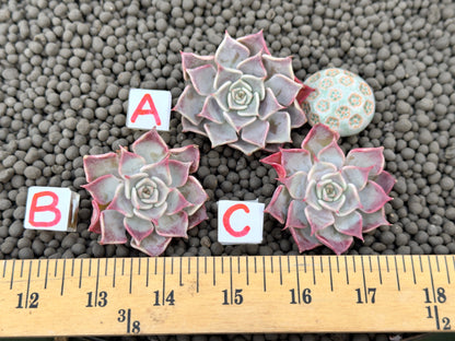 Echeveria Flip Korean Succulent Plant Changhee hybrid