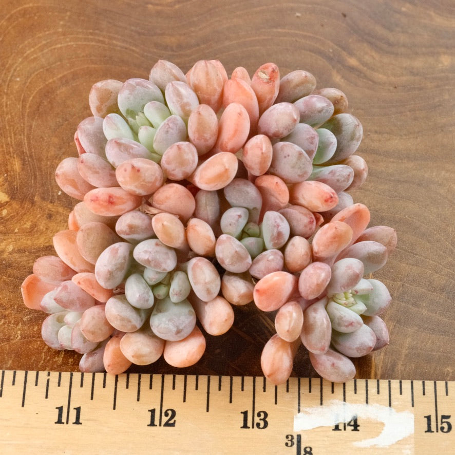 Graptoveria Amor Fati cluster Imported Succulent Plant