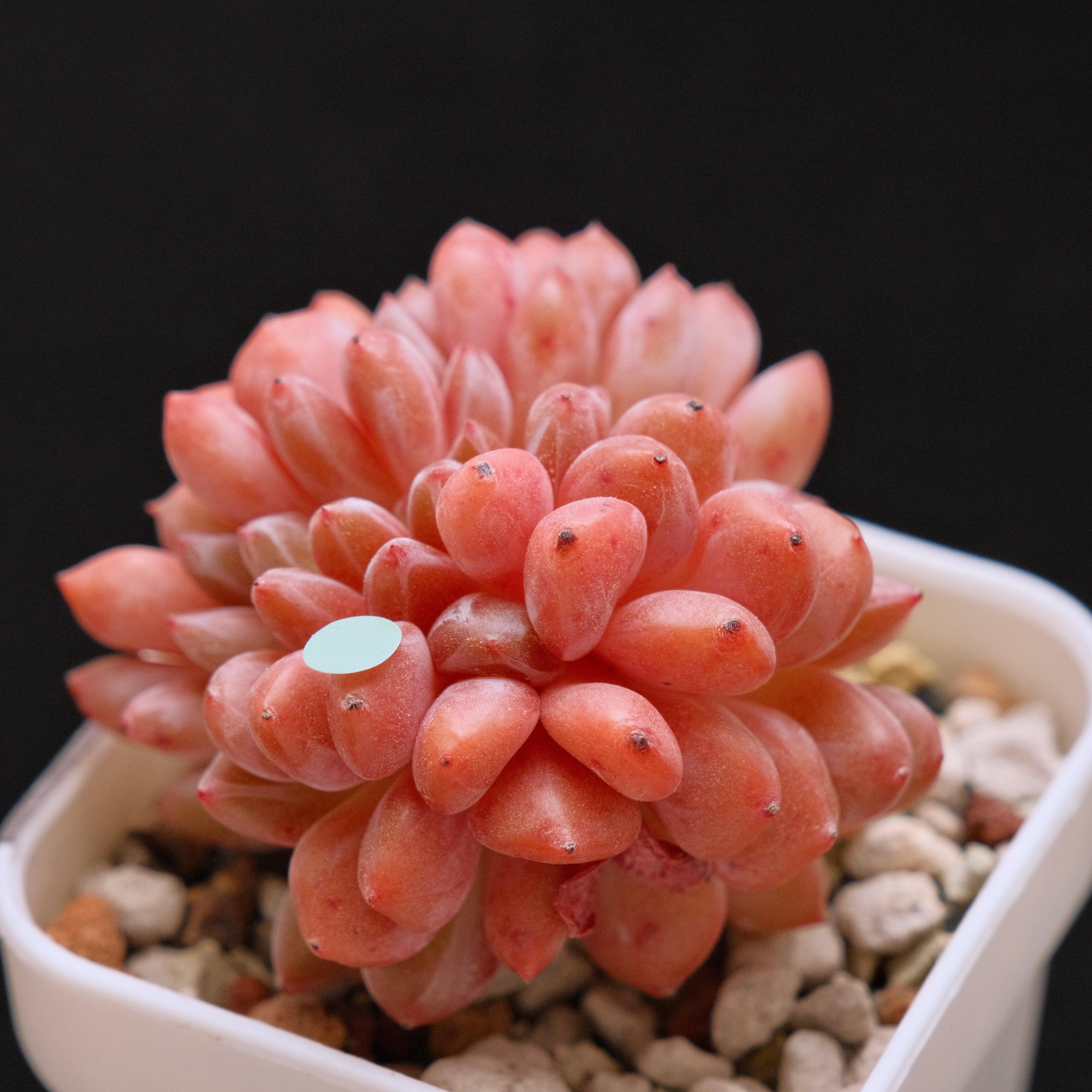 Crested Echeveria Ariel Korean Succulent Plant