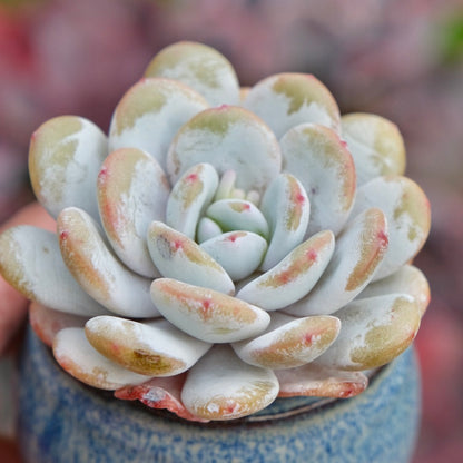 Echeveria laui Imported Succulent Plant