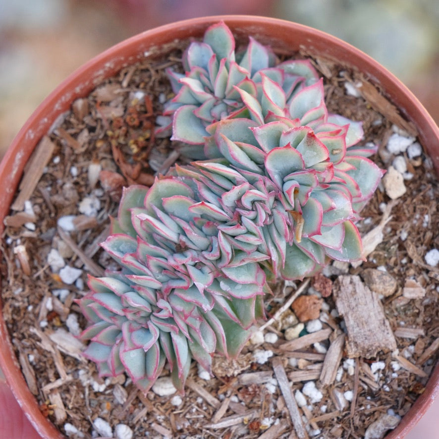 Crested Echeveria Esther Succulent Plant