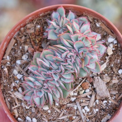 Crested Echeveria Esther Succulent Plant