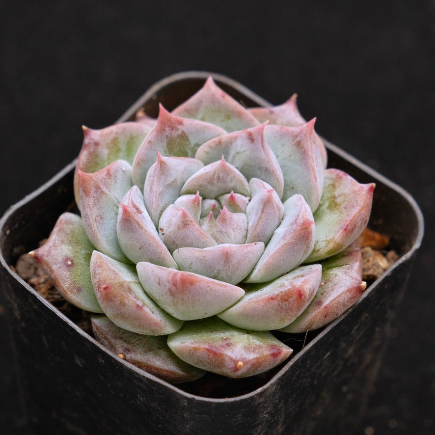 Echeveria Royal Star Korean Succulent Plant