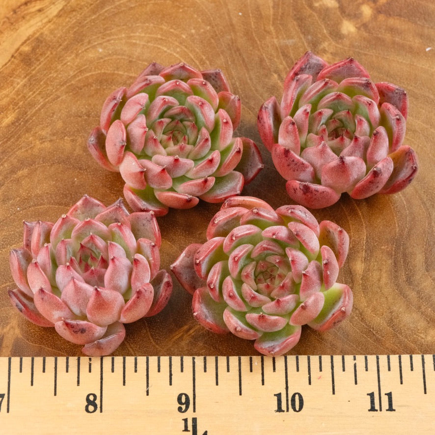 Echeveria Nomad Korean Succulent Plant