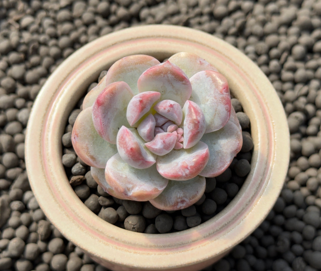 Echeveria Mochi Monroe Imported Succulent Plant