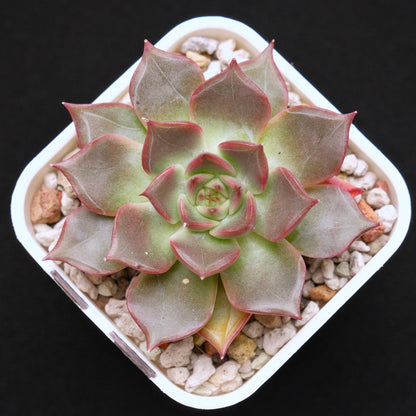 Echeveria Silonica Korean Succulent Plant