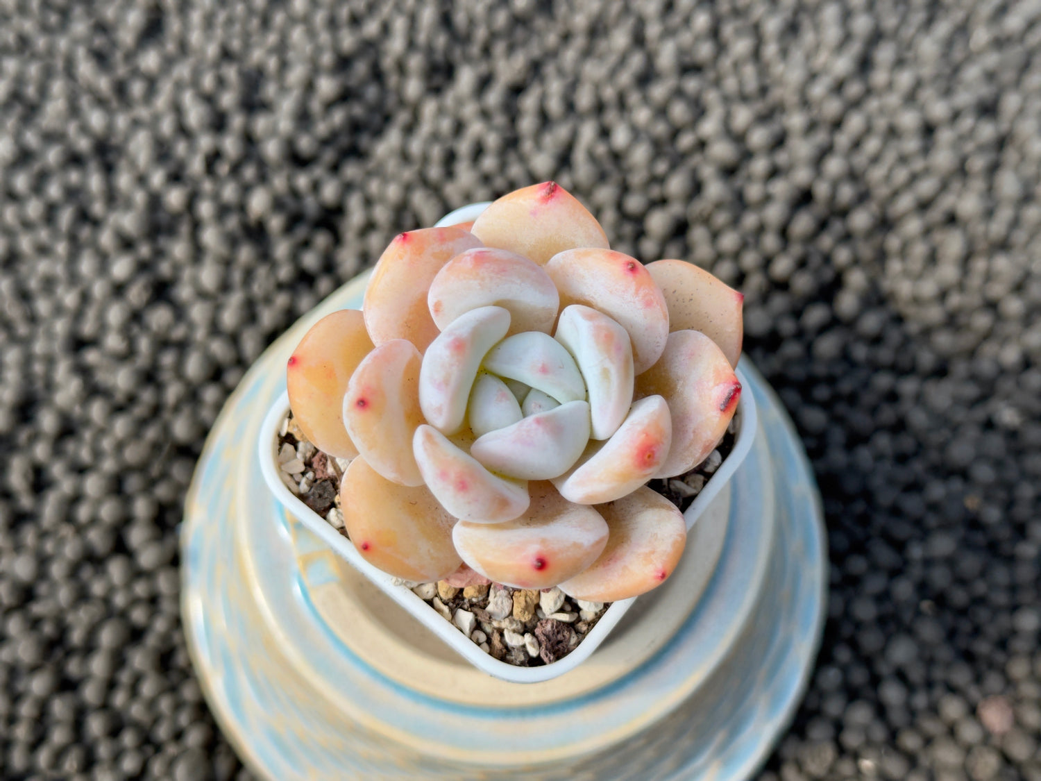 Echeveria Snowy Imported Succulent Plant