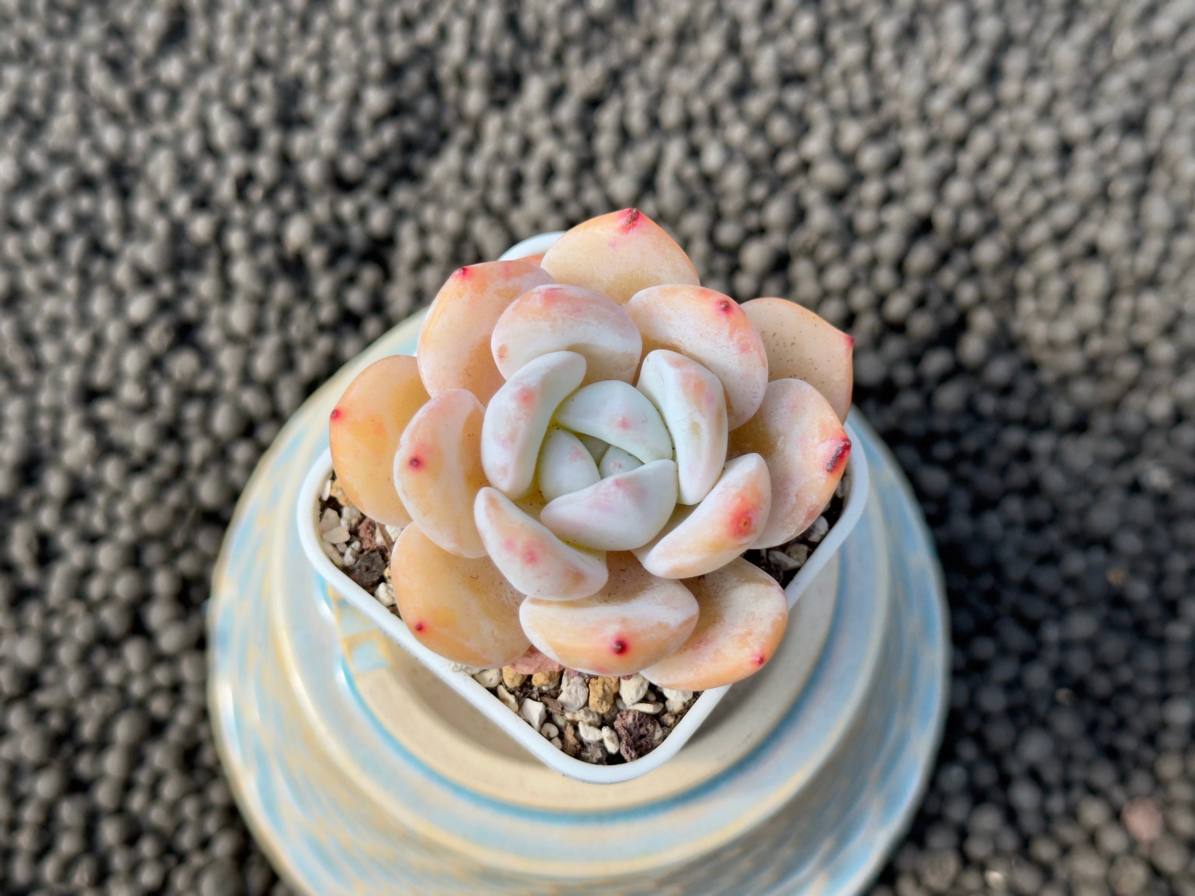 Echeveria Snowy Imported Succulent Plant