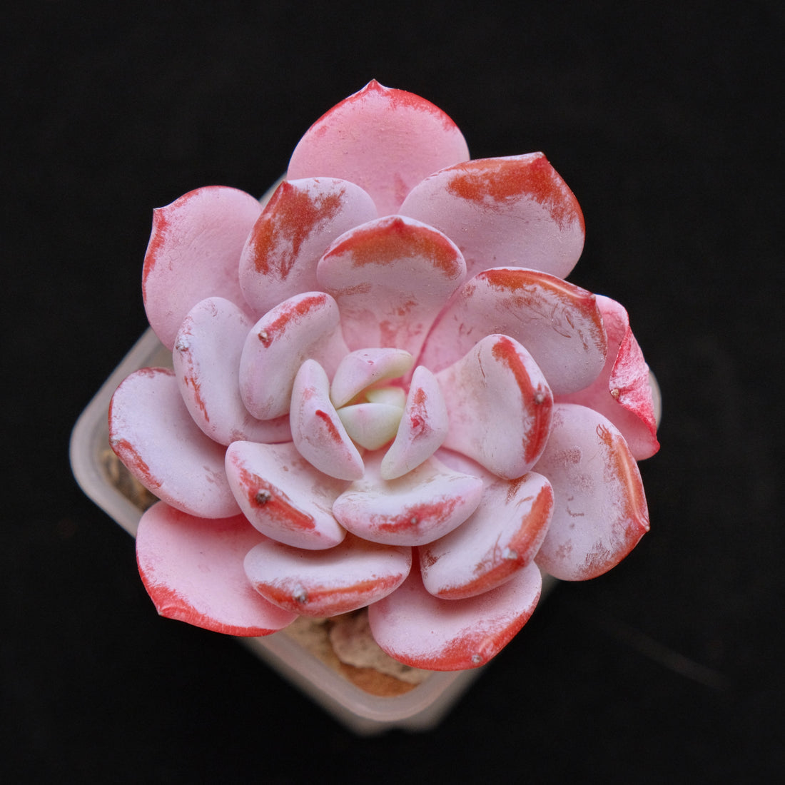 Echeveria Ice Purple Korean Succulent Plant