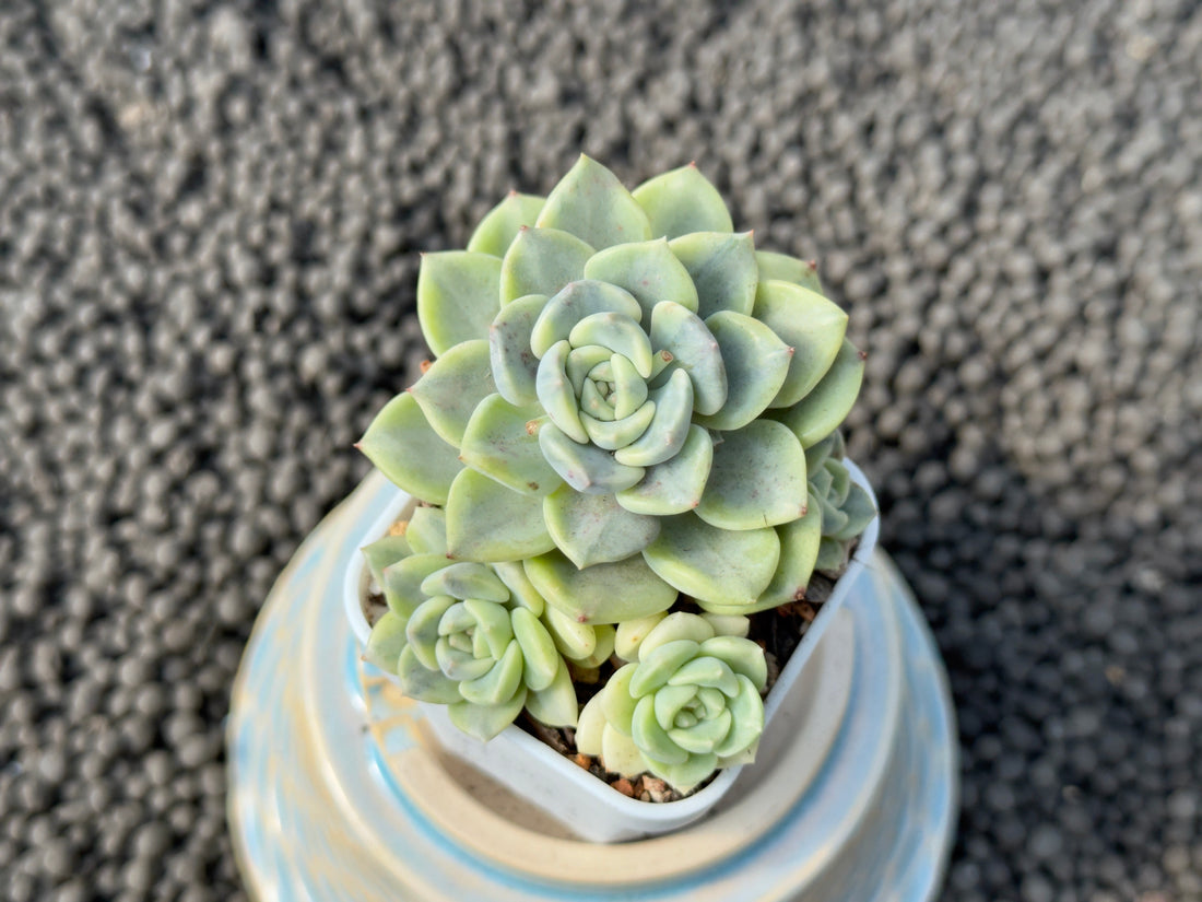 Variegated Echeveria Tinkerbell Imported Succulent Plant