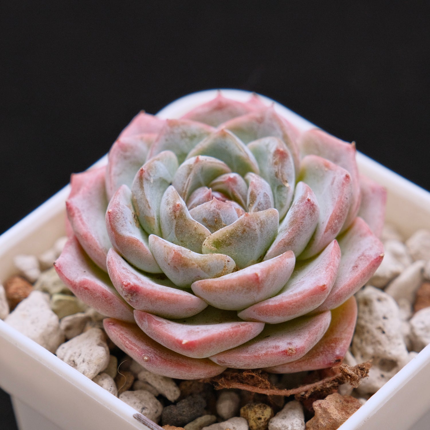 Echeveria hybrid imported Succulent Plant 溏心杂