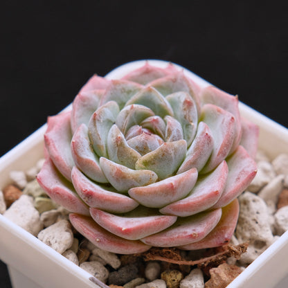 Echeveria hybrid imported Succulent Plant 溏心杂