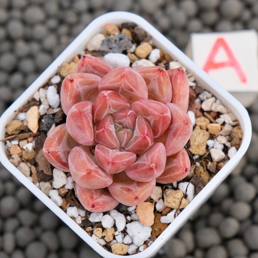 Echeveria Banksy Korean Succulent Plant Hwaga Hybrid