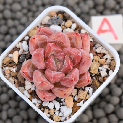 Echeveria Banksy Korean Succulent Plant Hwaga Hybrid