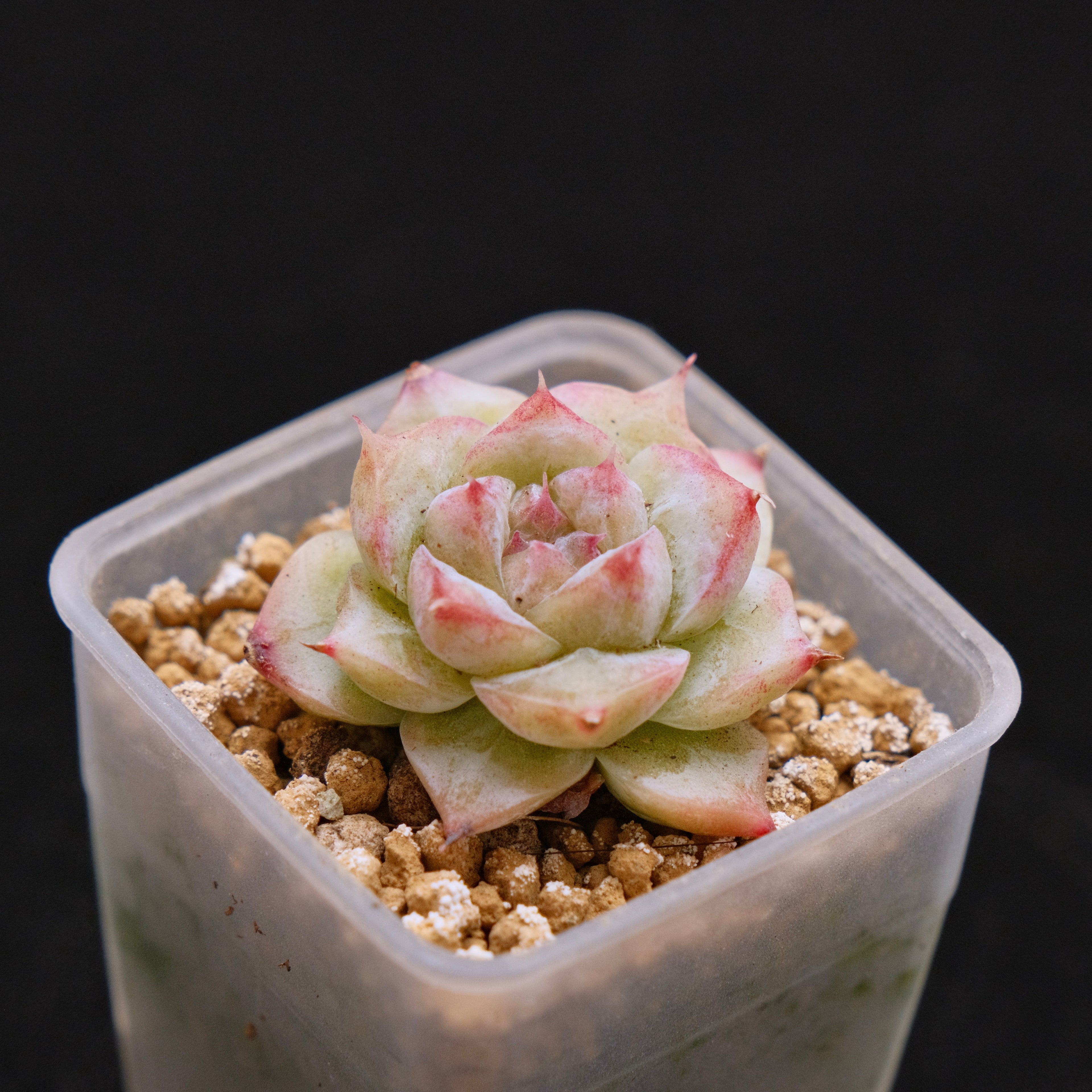 Echeveria hybrid baby Korean Succulent Plant