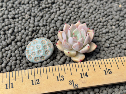 Echeveria Zaragoza hybrid Korean Succulent Plant