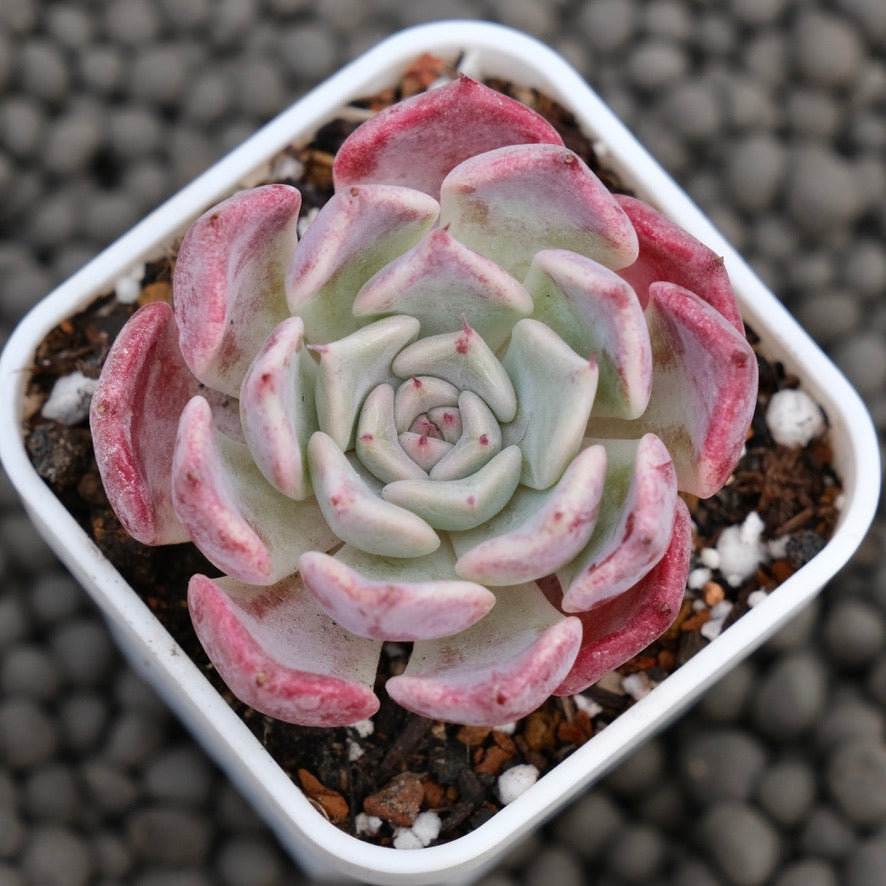 Echeveria Sweet Kiss Succulent Plant Hwaga Hybrid