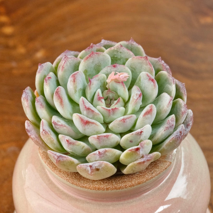 Echeveria Meteor Korean Succulent Plant Changhee hybrid