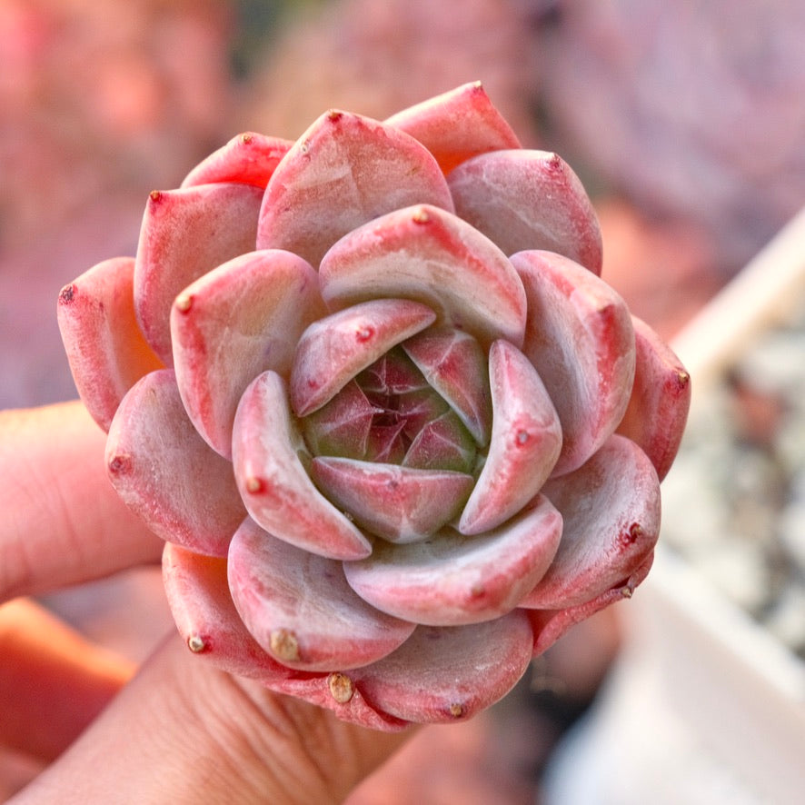 Echeveria Seosi Korean Succulent Plant Hwaga hybrid