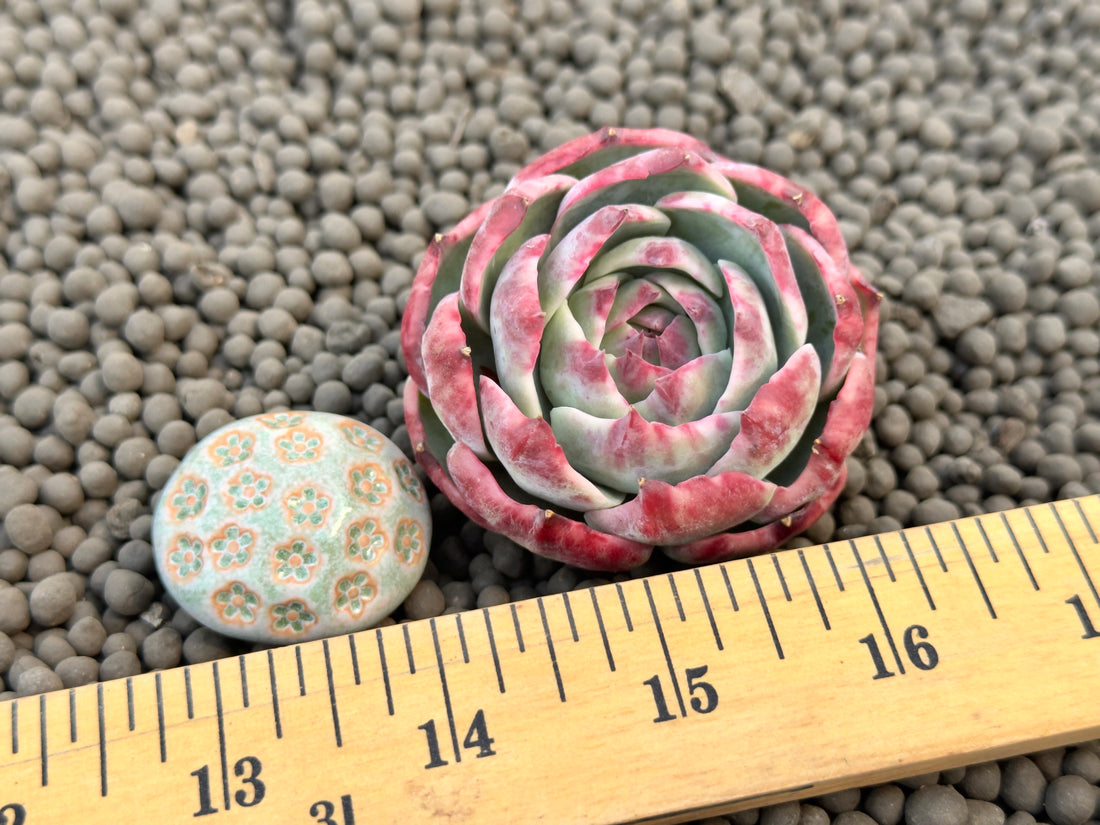 Variegated Echeveria Casio Korean Succulent Plant
