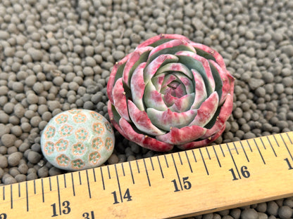 Variegated Echeveria Casio Korean Succulent Plant
