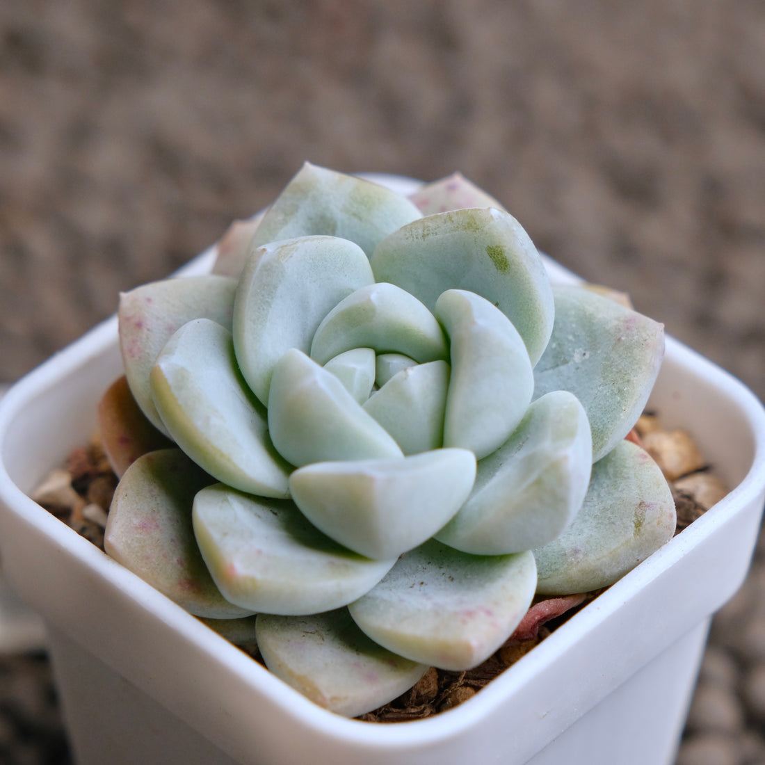 Echeveria Ice Green Imported Succulent Plant - B