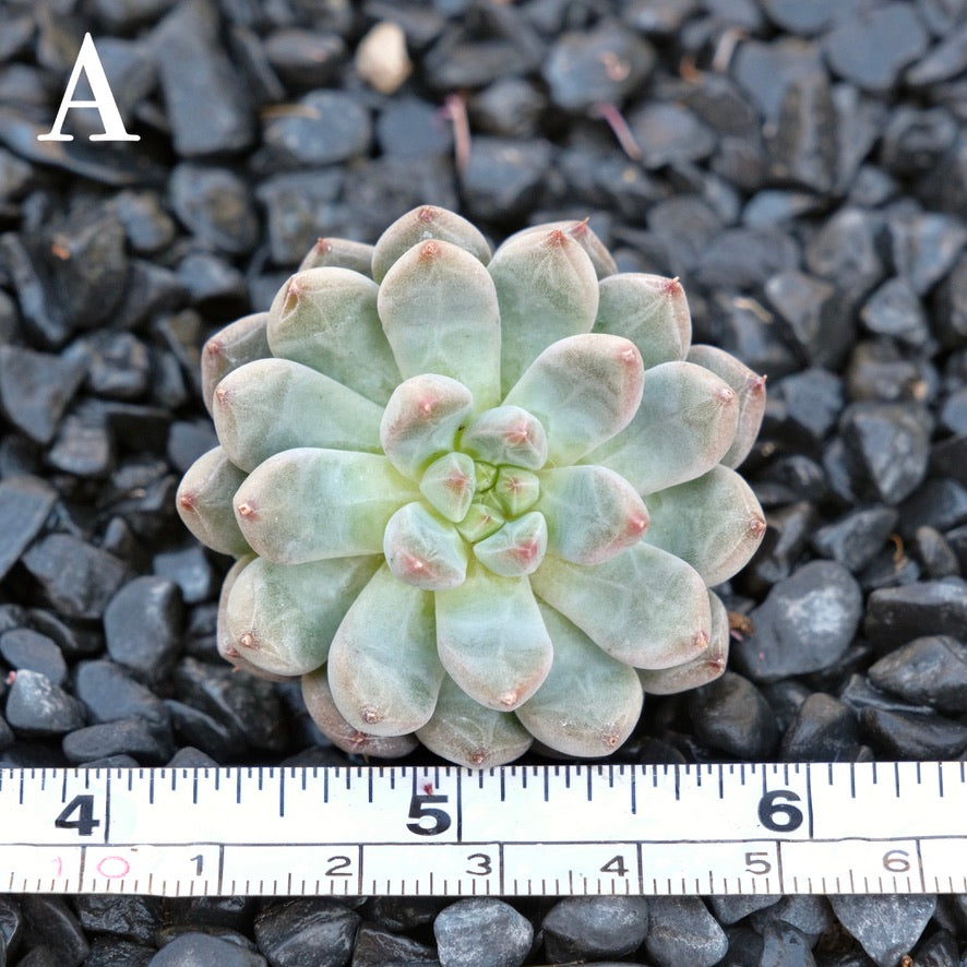 Echeveria Anthony Quinn A Korean Imported Succulent Plant