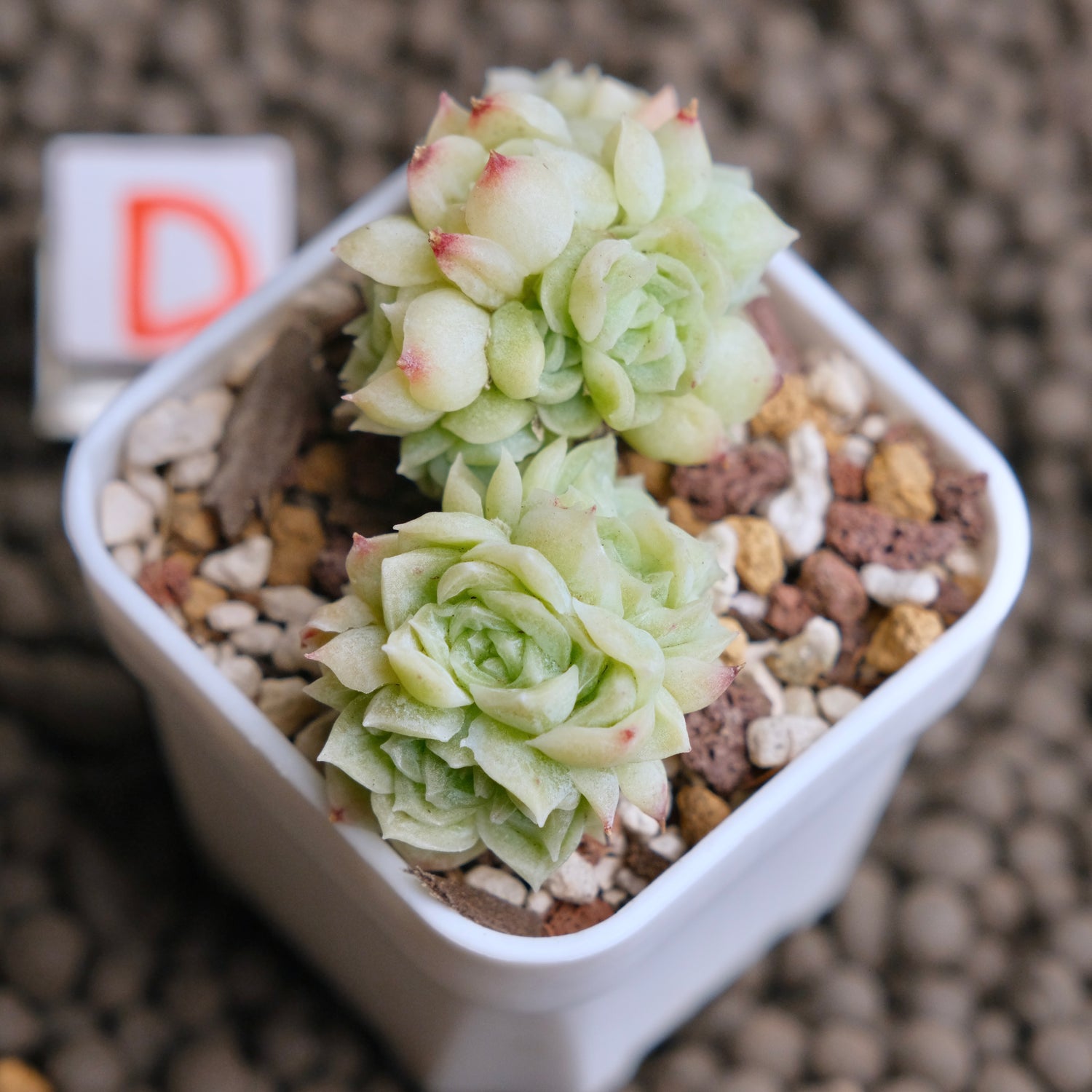 Echeveria Etrial (Korean Malgan cluster) Korean Succulent Plant - C