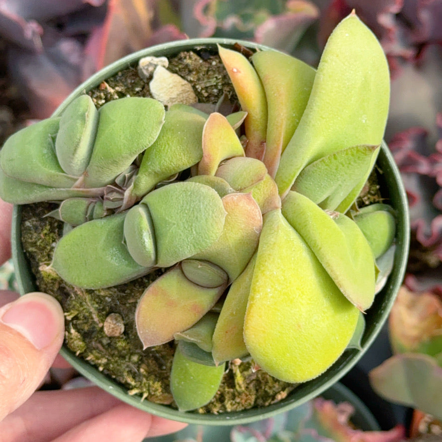 Gasteria glomerata Succulent Plant