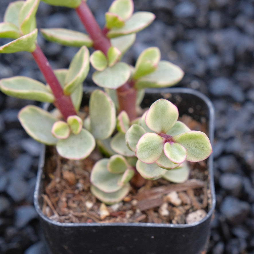 Variegated Portulacaria afra Locally Grown Succulent Plant