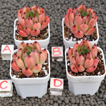 Echeveria Vanguard Korean Succulent Plant Hwaga Hybrid