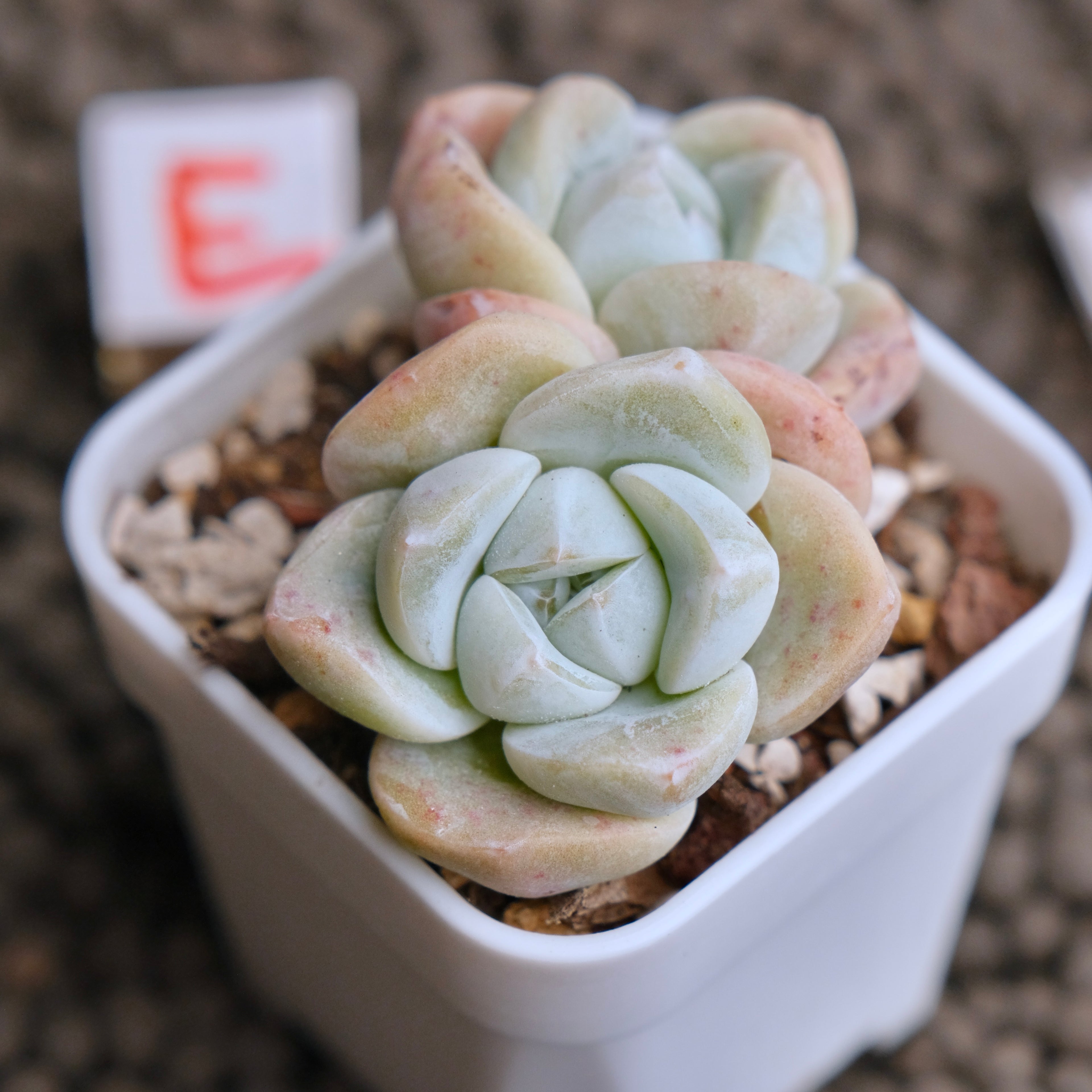 Echeveria Ice Green double Imported Succulent Plant - E