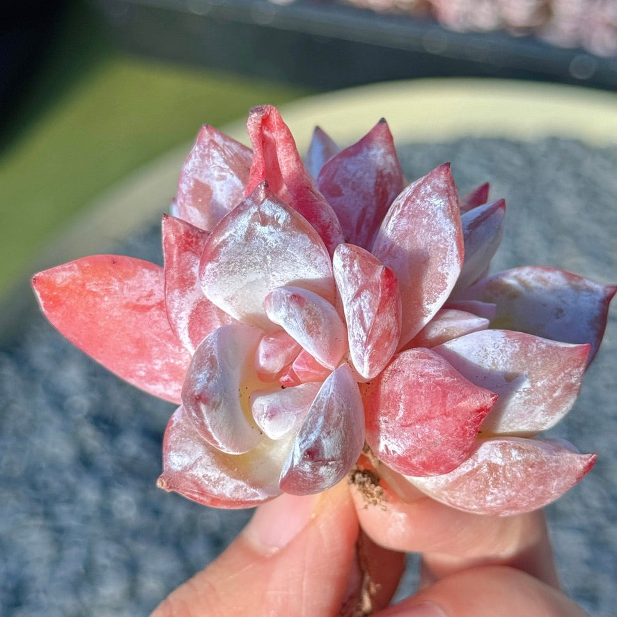 Echeveria Trumso Succulent Plant B