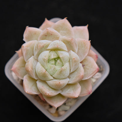 Echeveria hybrid imported Succulent Plant