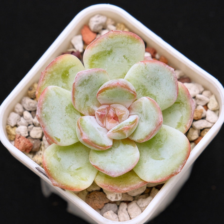 Echeveria Hakuna Matata Korean Succulent Plant