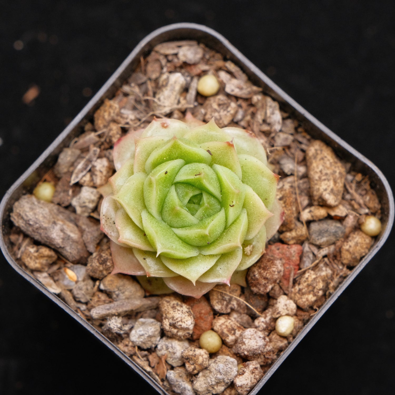 Echeveria Andres baby Korean Succulent Plant