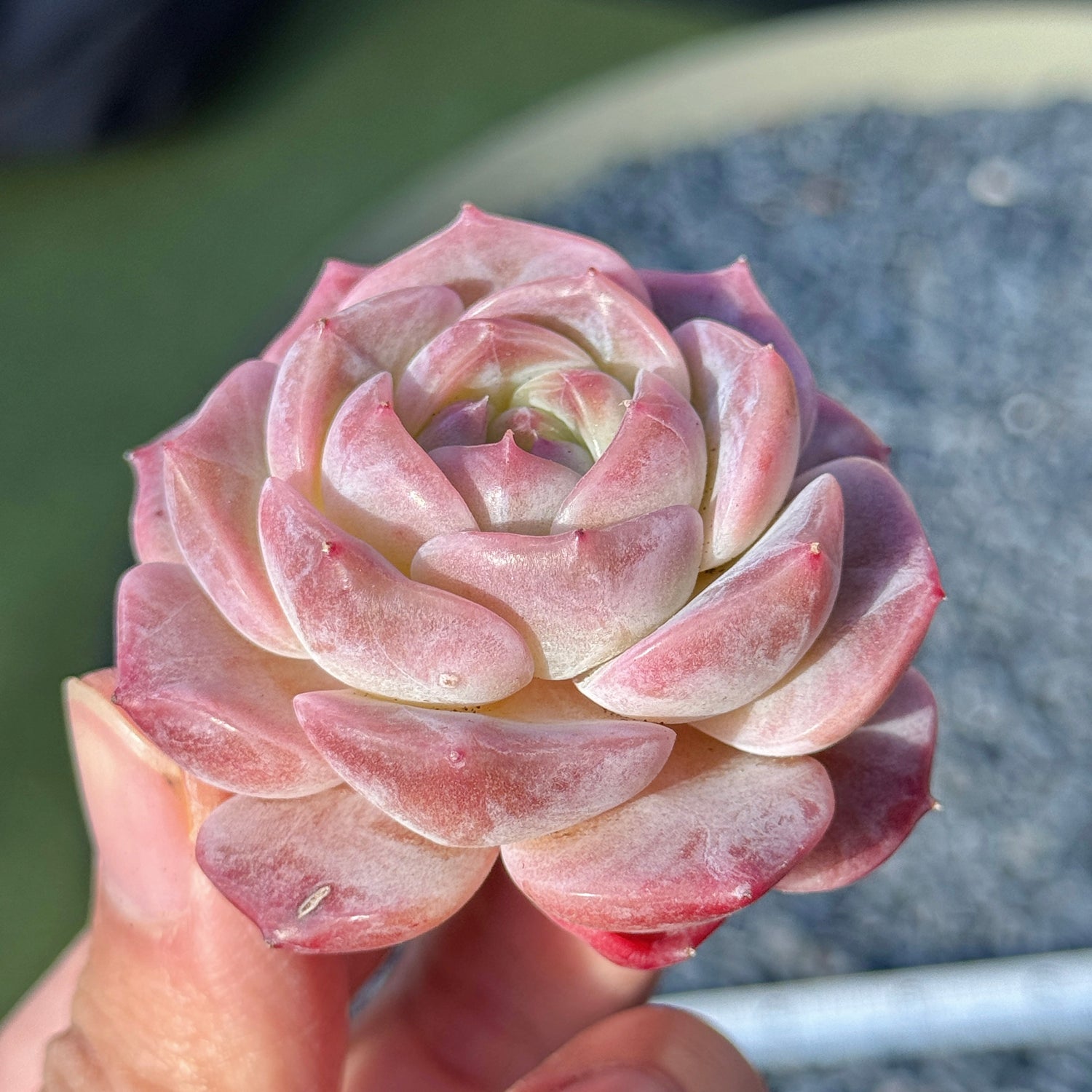 Echeveria Jelly Hybrid Succulent Plant A