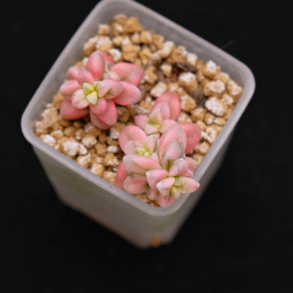 Variegated Crassula deltoidea babies Korean Succulent Plant
