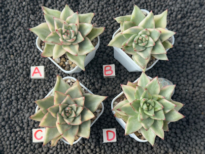 Variegated Echeveria agavoides Korean Succulent Plant