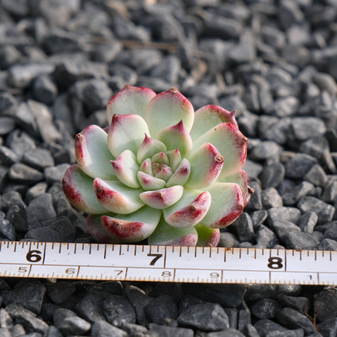 Echeveria First Kiss Korean Succulent Plant Rare Hwaga hybrid