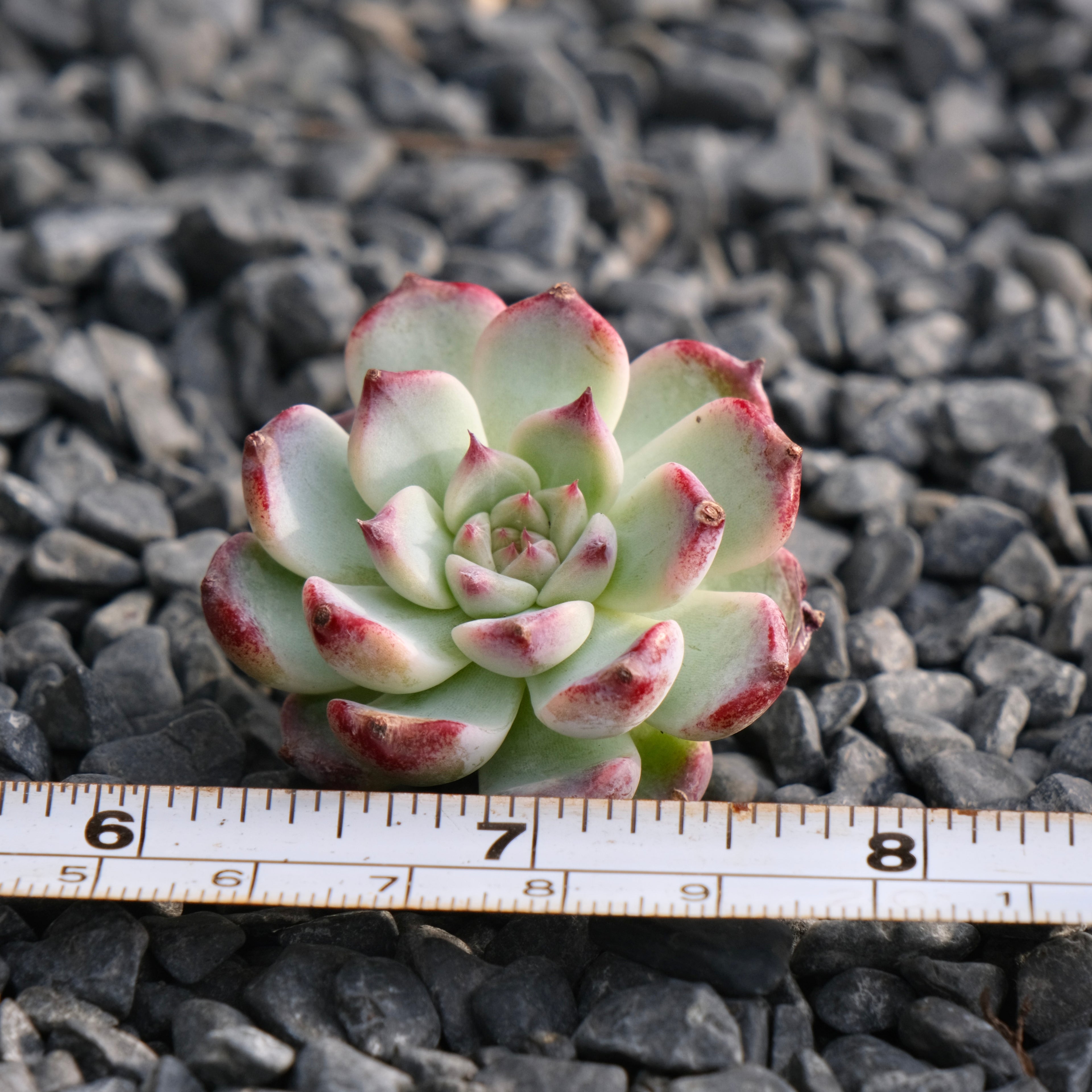 Echeveria First Kiss Korean Succulent Plant Rare Hwaga hybrid