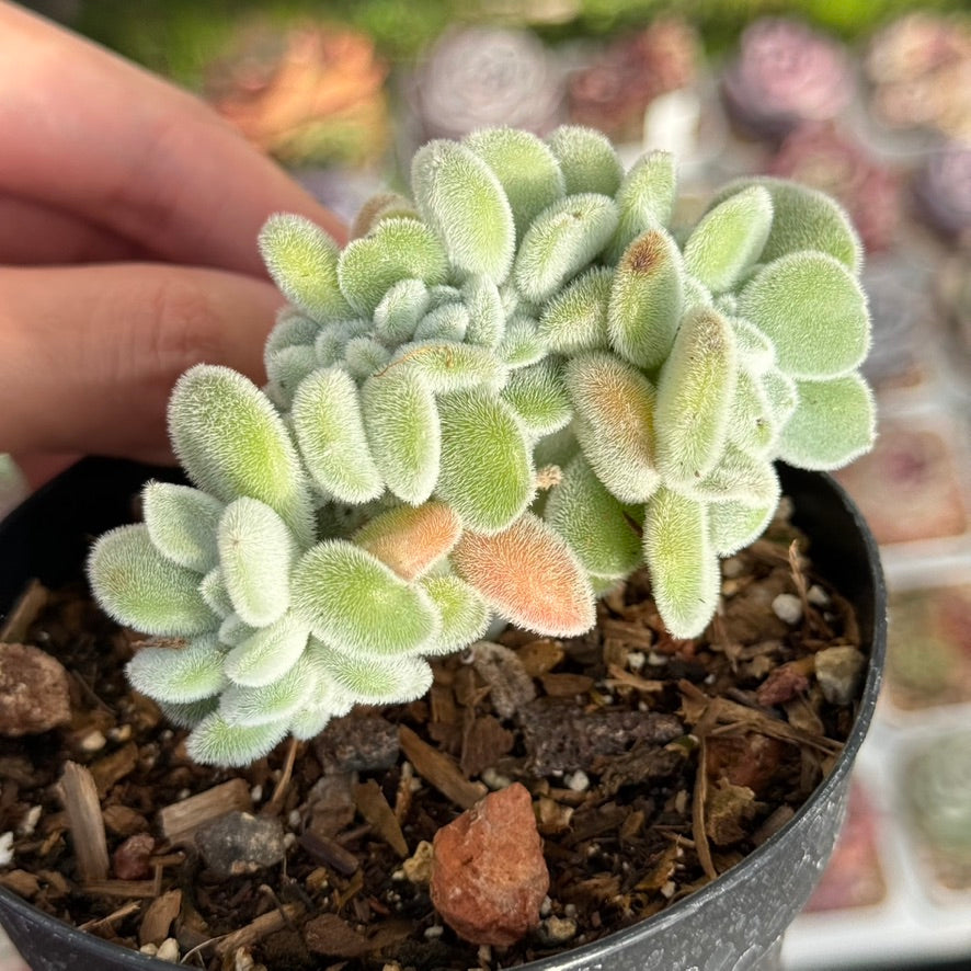 Echeveria Frosty cristata Succulent Plant