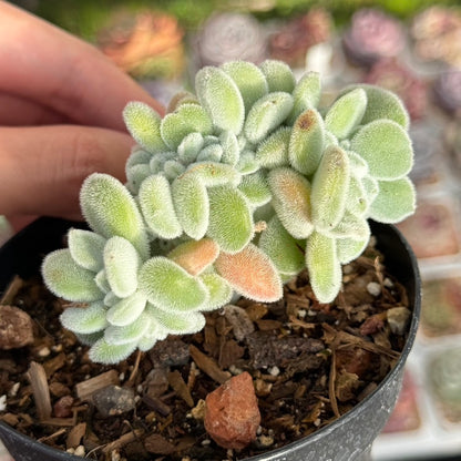 Echeveria Frosty cristata Succulent Plant