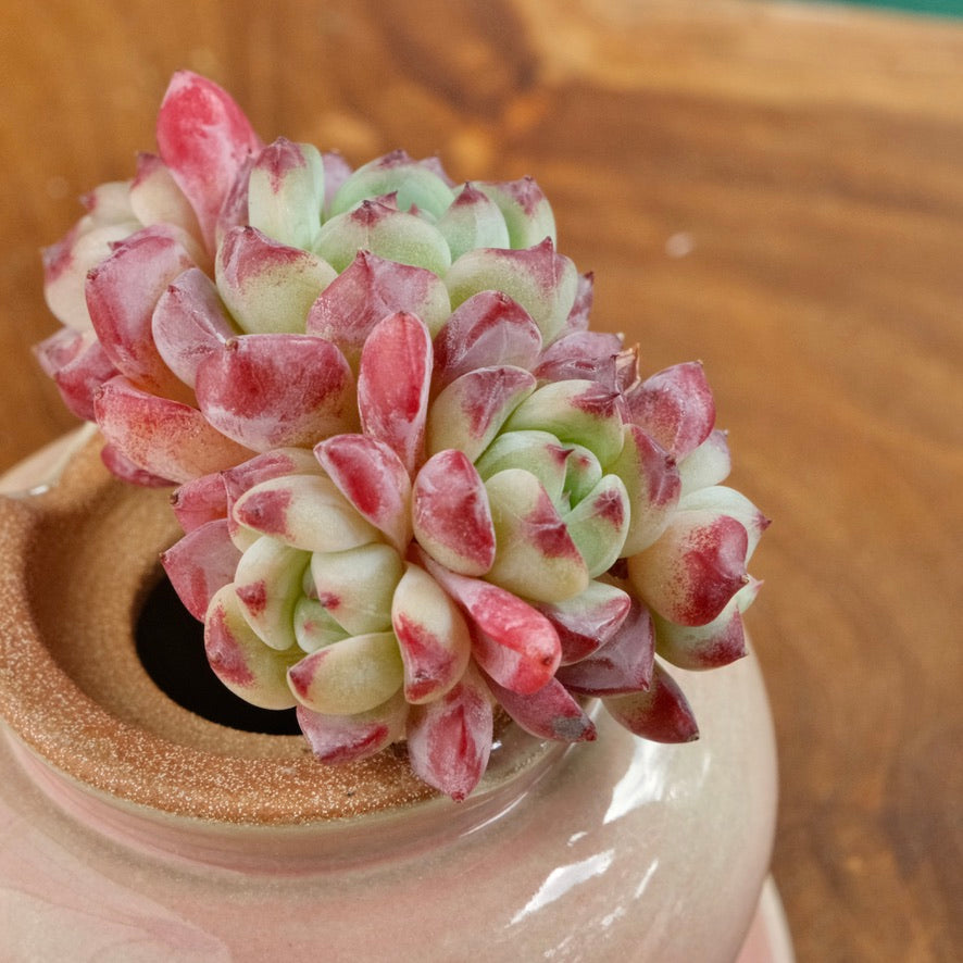 Echeveria Sarahime hybrid Imported Succulent Plant