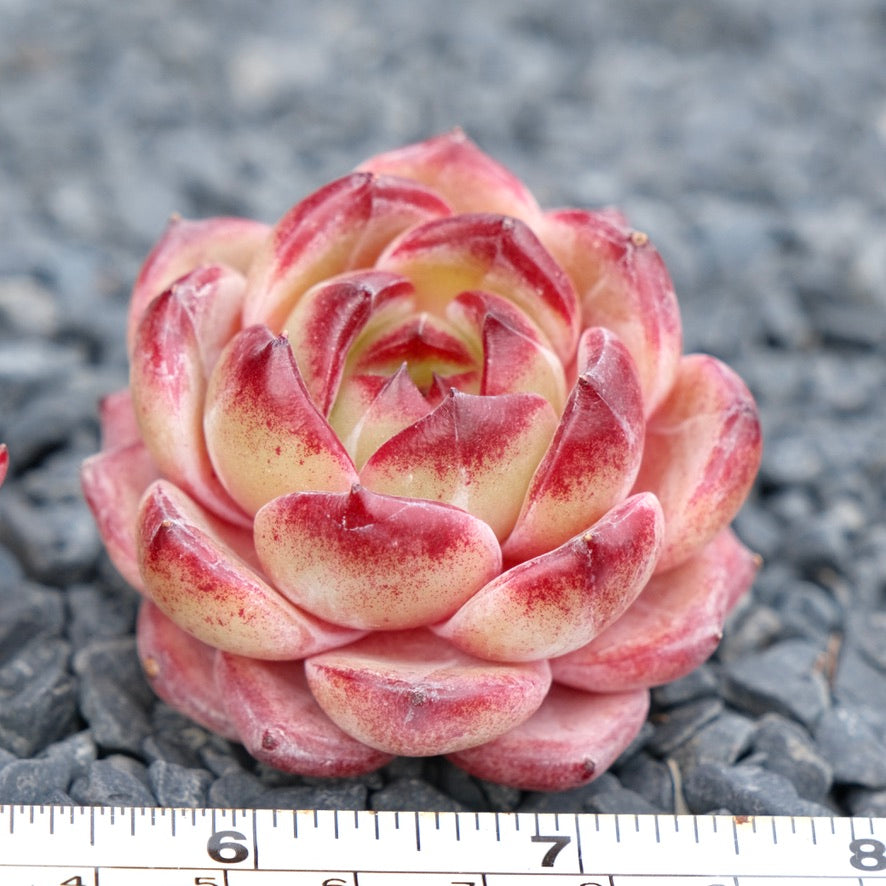 Echeveria EOS Imported Succulent Plant