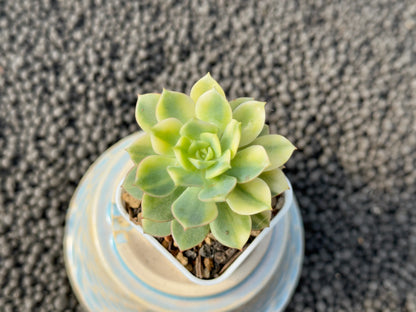 Variegated Echeveria Deren Oliver Korean Succulent Plant