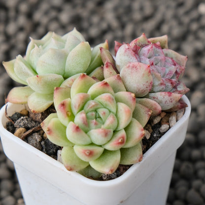 Mixed Baby Pot Korean Succulent Plant